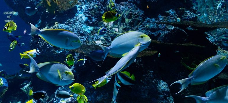 Fish swimming in an aquarium