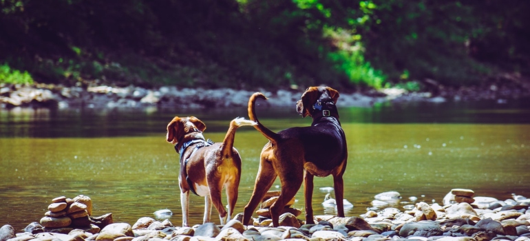 Dogs standing beside a river