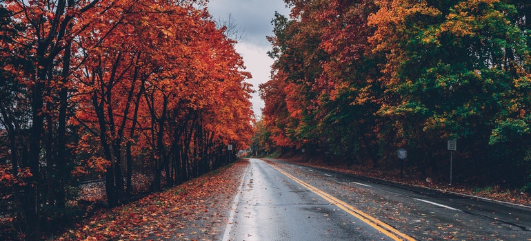 Empty road through trees with orange and yellow autumn leaves