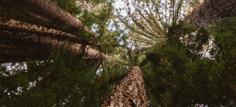 Pine tree forest