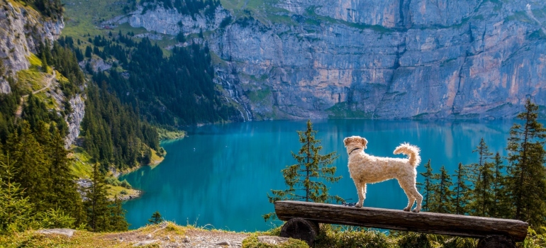 A dog enjoying the outdoors near Boulder, one of the best places for pet owners