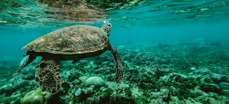 A sea turtle swimming underwater near the sea floor