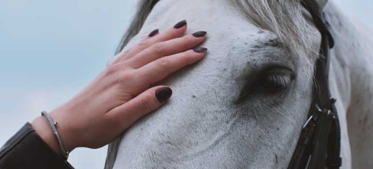A woman petting a horse, a common sight in top CO places for pet owners