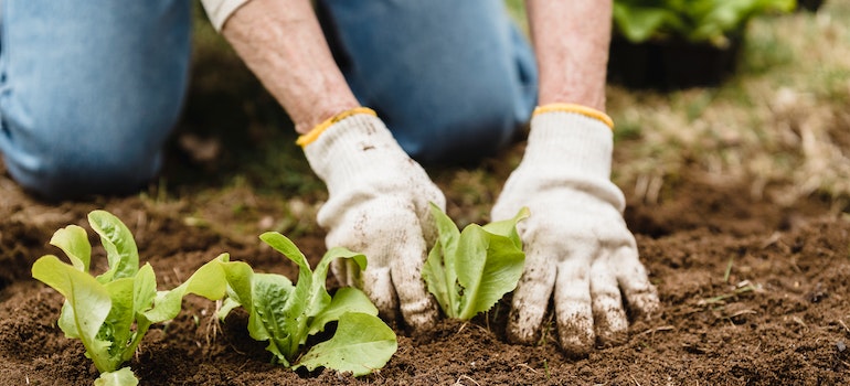 A man planting lettuce seedlings in a garden bed