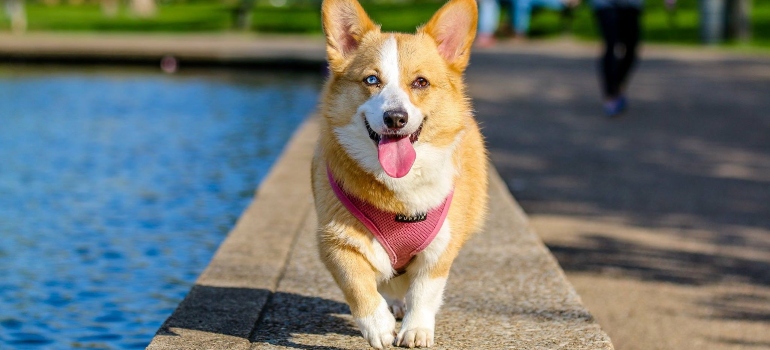A happy corgi sitting outside