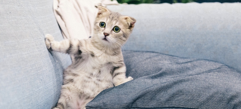 Small cat on a soffa