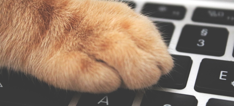 Cat paw on a keyboard