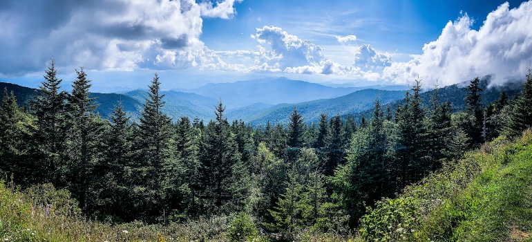 woods in Tennessee that might be the tiebreaker if you're considering moving to Tennessee vs Texas