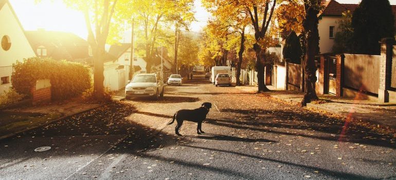 A dog standing on the road in a suburb
