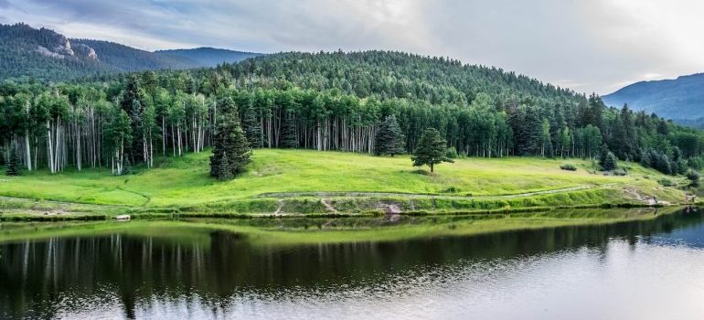 Lake surrounded by woods