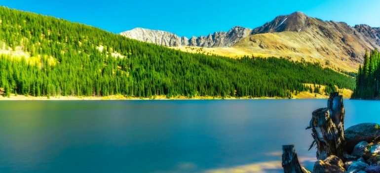Pine trees next to a lake