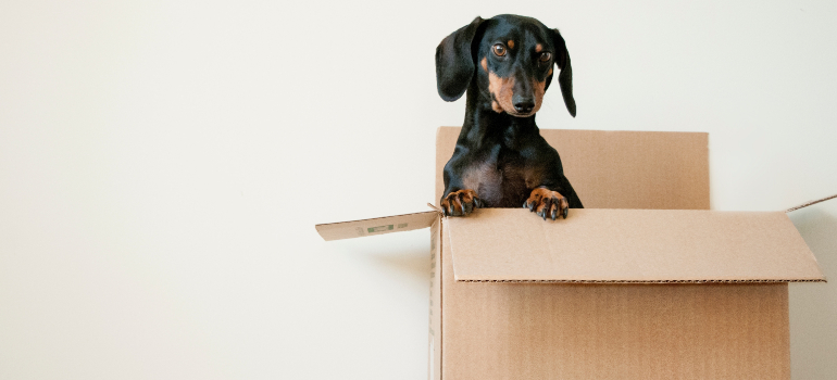 An excited pet inside a moving box, ready for moving to Oxford MS