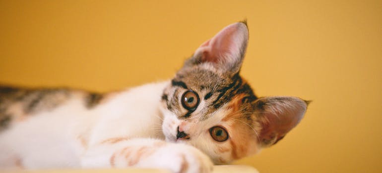 A cat ready for a move to Oxford
