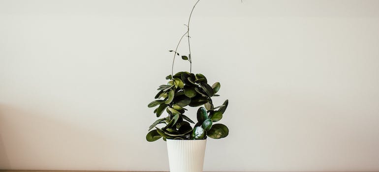 A house plant on a desk