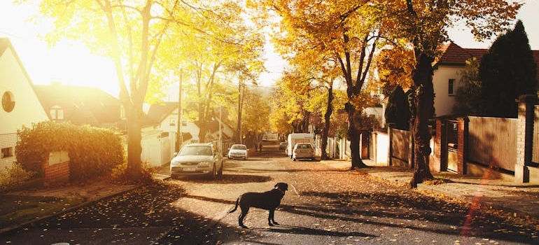 A quiet suburban street lined with homes in Mountain View, one of the hidden gem towns in Colorado for a quieter life