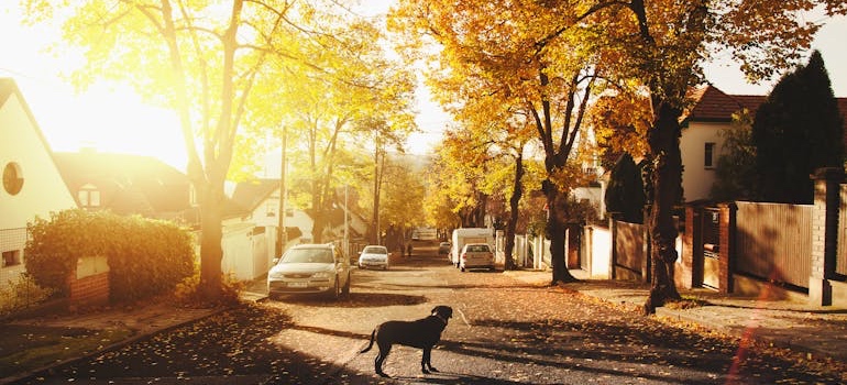 Tree-lined neighborhood street with homes in Parker