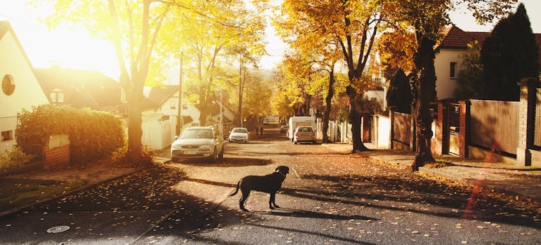A suburban neighborhood street